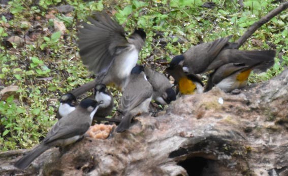 Brown-breasted Bulbul - ML643268472