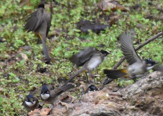 Brown-breasted Bulbul - ML643268480
