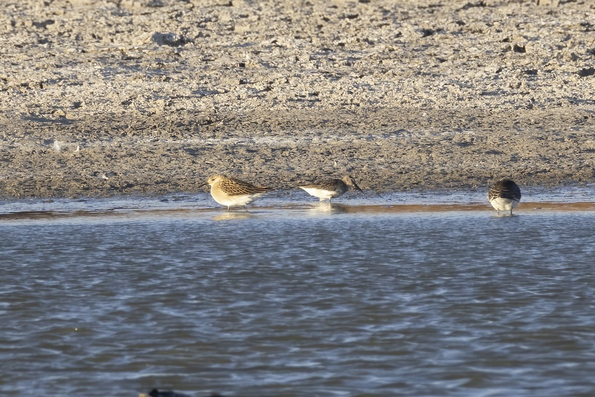 Ruff - ML643268482