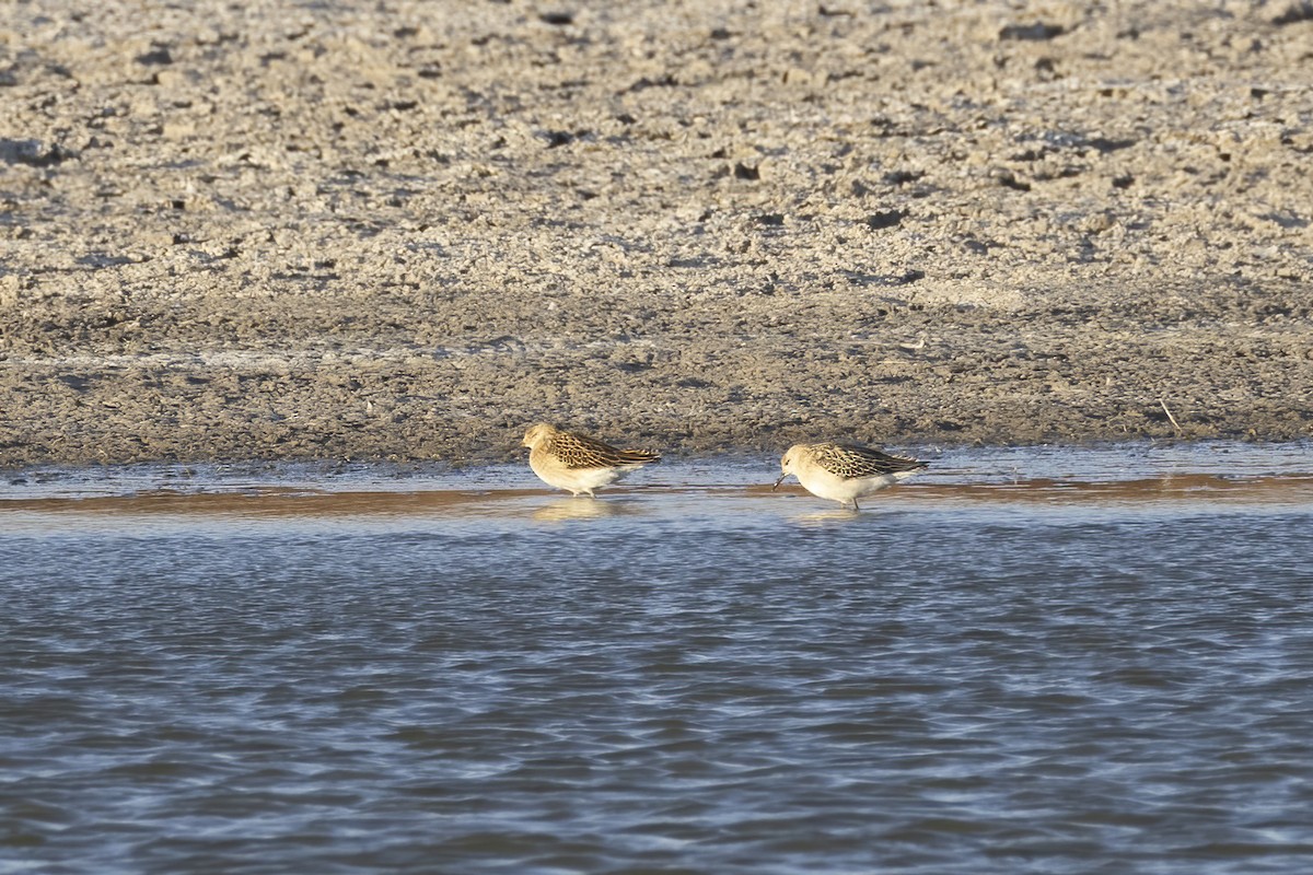 Ruff - ML643268483