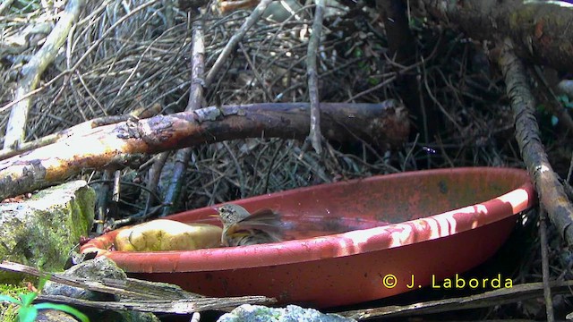 Western Bonelli's Warbler - ML643268487