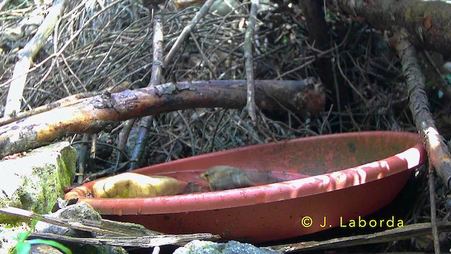 Western Bonelli's Warbler - ML643268488