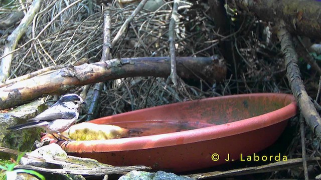 Long-tailed Tit - ML643268491