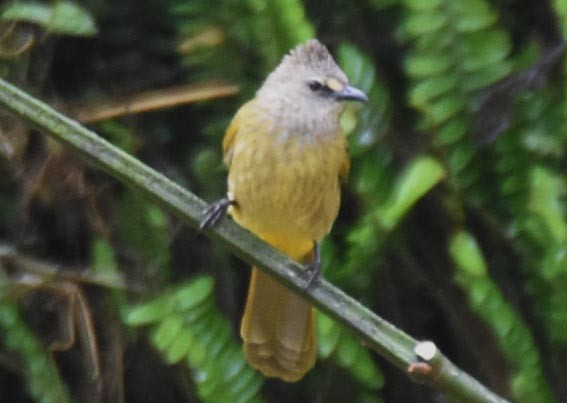 Flavescent Bulbul - ML643268493