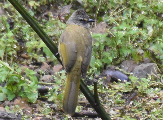 Flavescent Bulbul - ML643268495