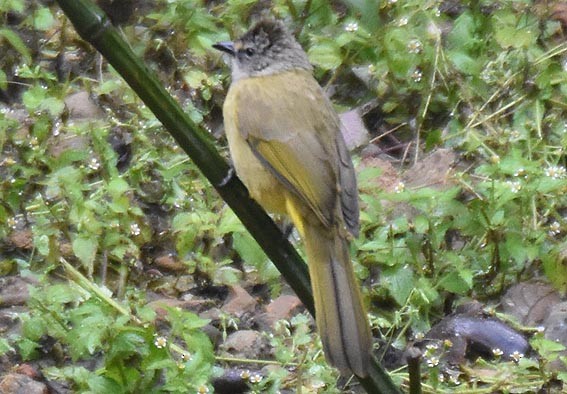 Flavescent Bulbul - ML643268502