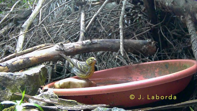 European Serin - ML643268503