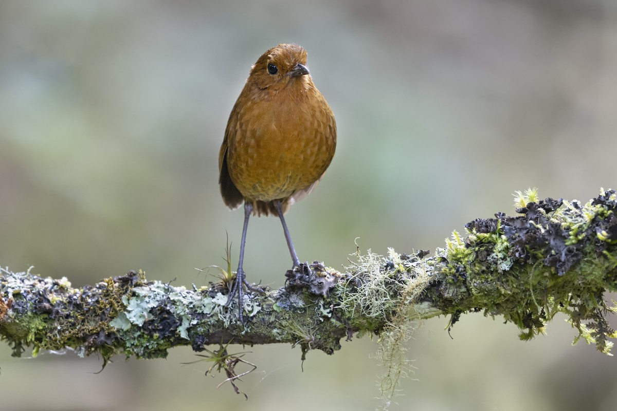 Equatorial Antpitta - ML643268506