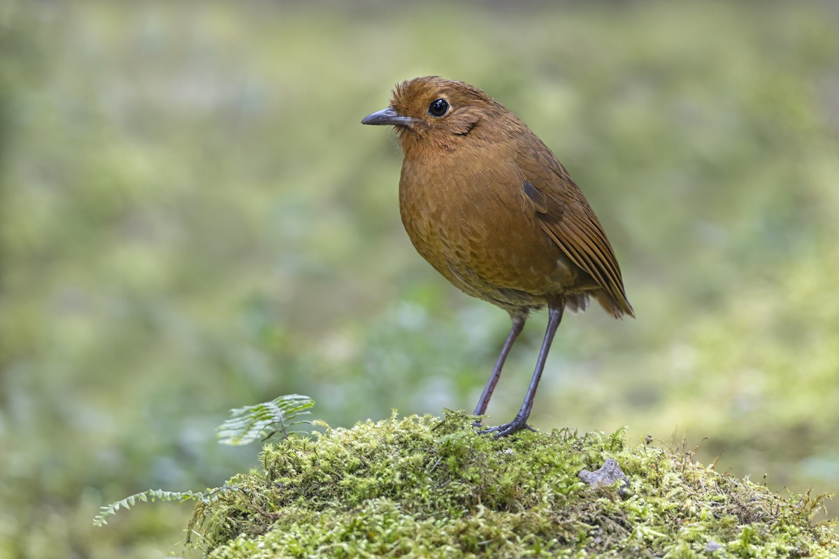 Equatorial Antpitta - ML643268507
