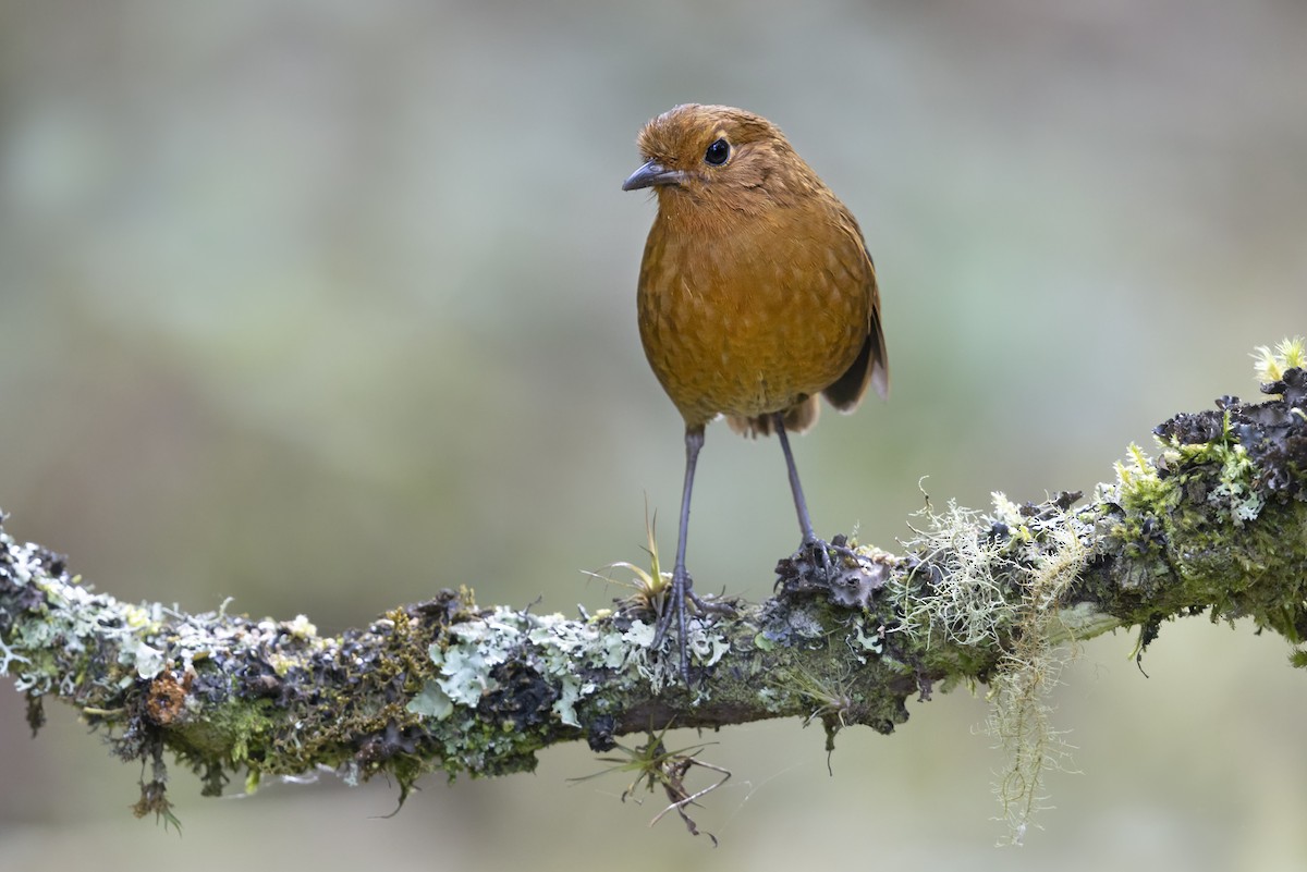Equatorial Antpitta - ML643268508
