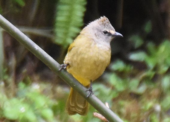 Flavescent Bulbul - ML643268512