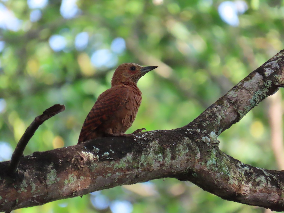Rufous Woodpecker - ML643268513