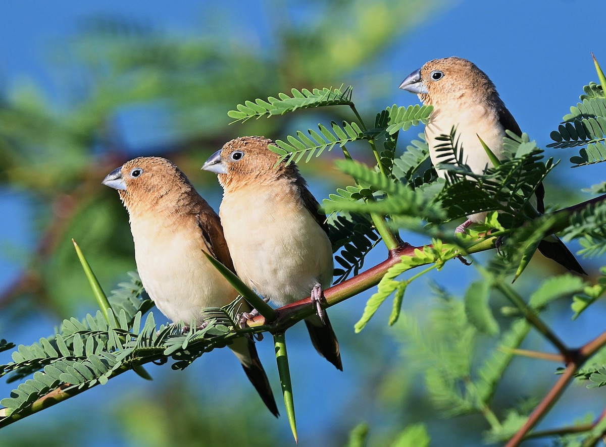 African Silverbill - ML643268521