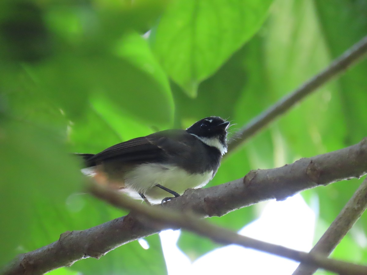 Malaysian Pied-Fantail - ML643268523