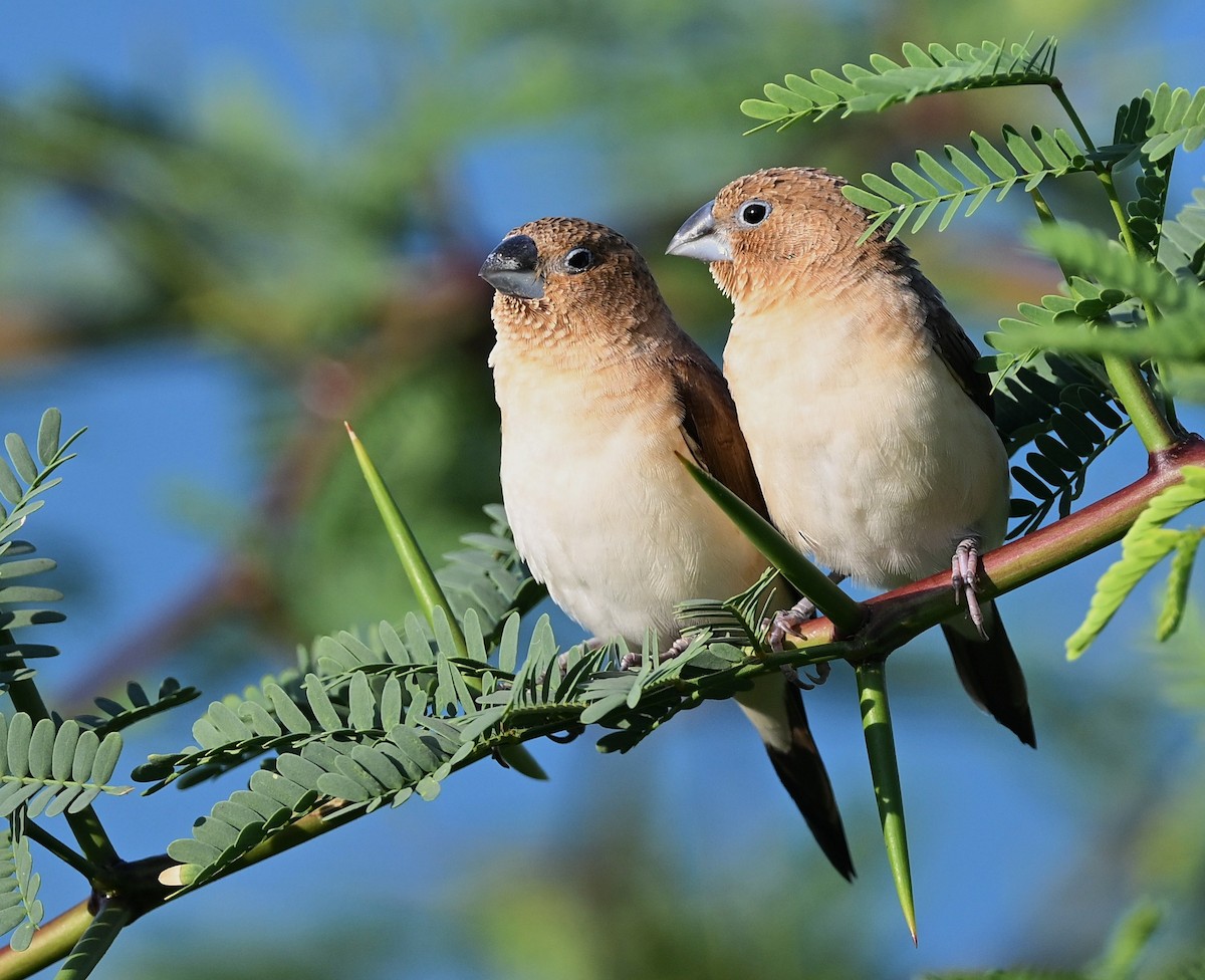 African Silverbill - ML643268524