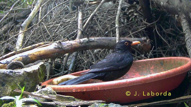 Eurasian Blackbird - ML643268543
