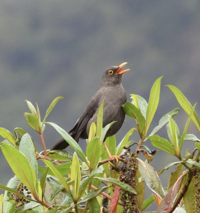 Great Thrush - ML643268557