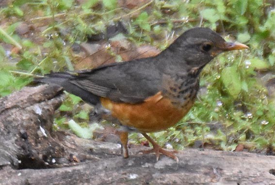 Black-breasted Thrush - ML643268579