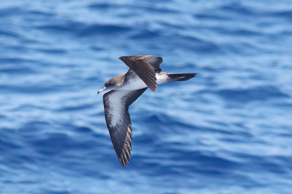 Wedge-tailed Shearwater - ML643268586