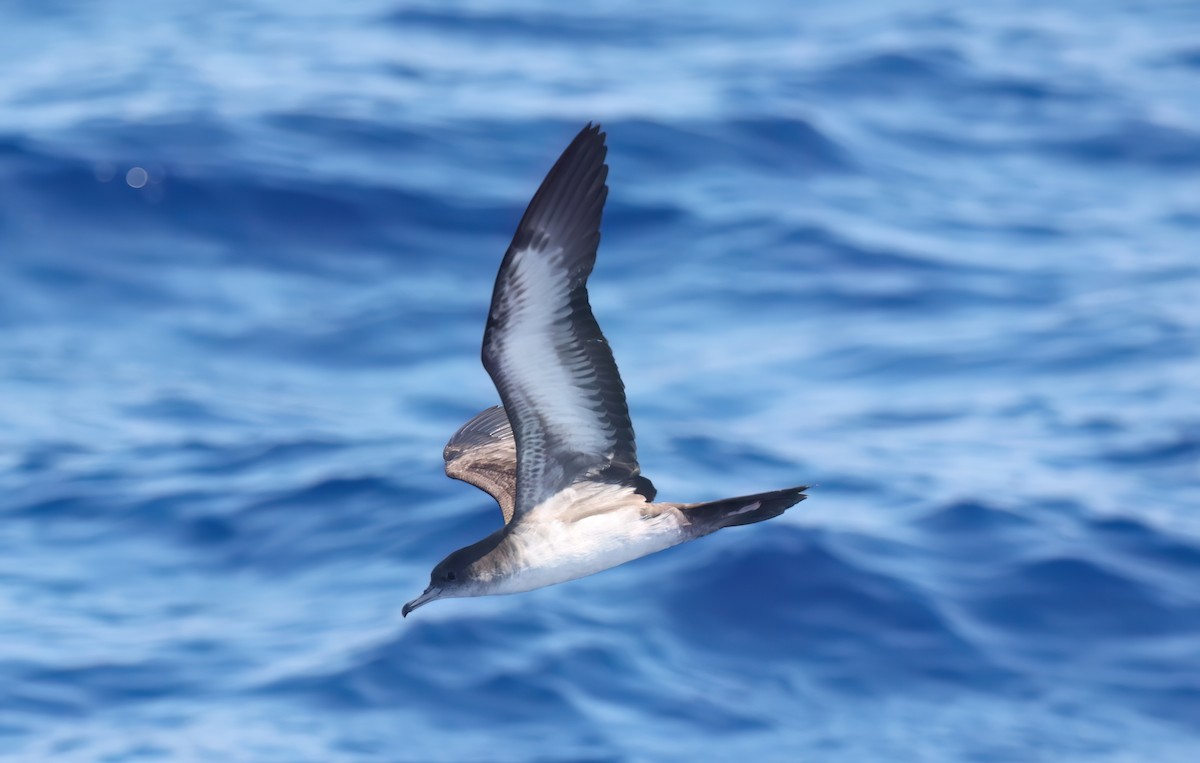 Wedge-tailed Shearwater - ML643268587