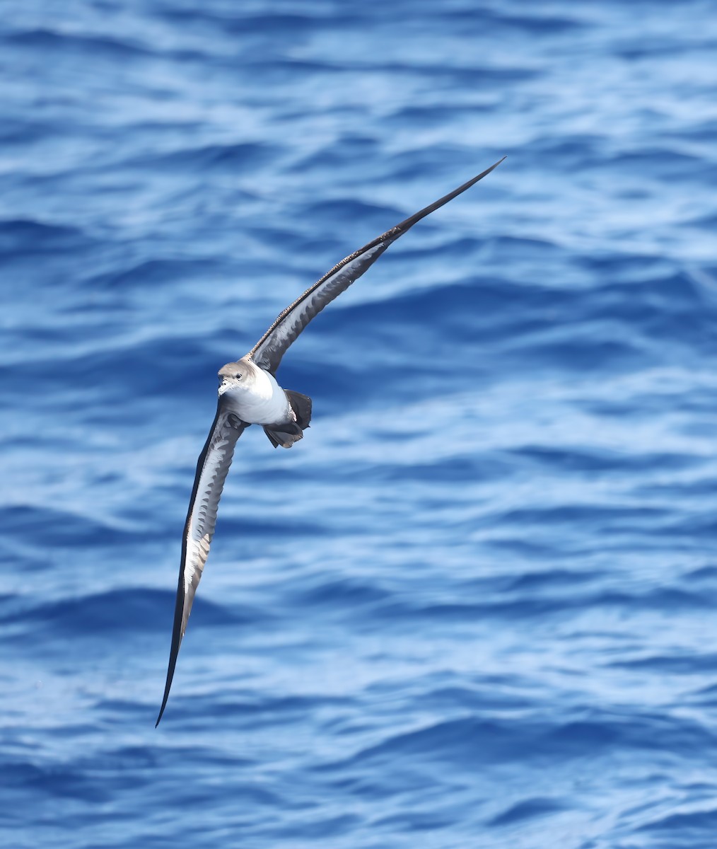 Wedge-tailed Shearwater - ML643268588
