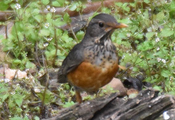 Black-breasted Thrush - ML643268590