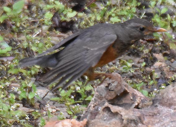 Black-breasted Thrush - ML643268614