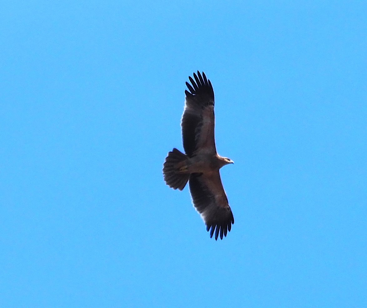 Spanish Eagle - ML643268616
