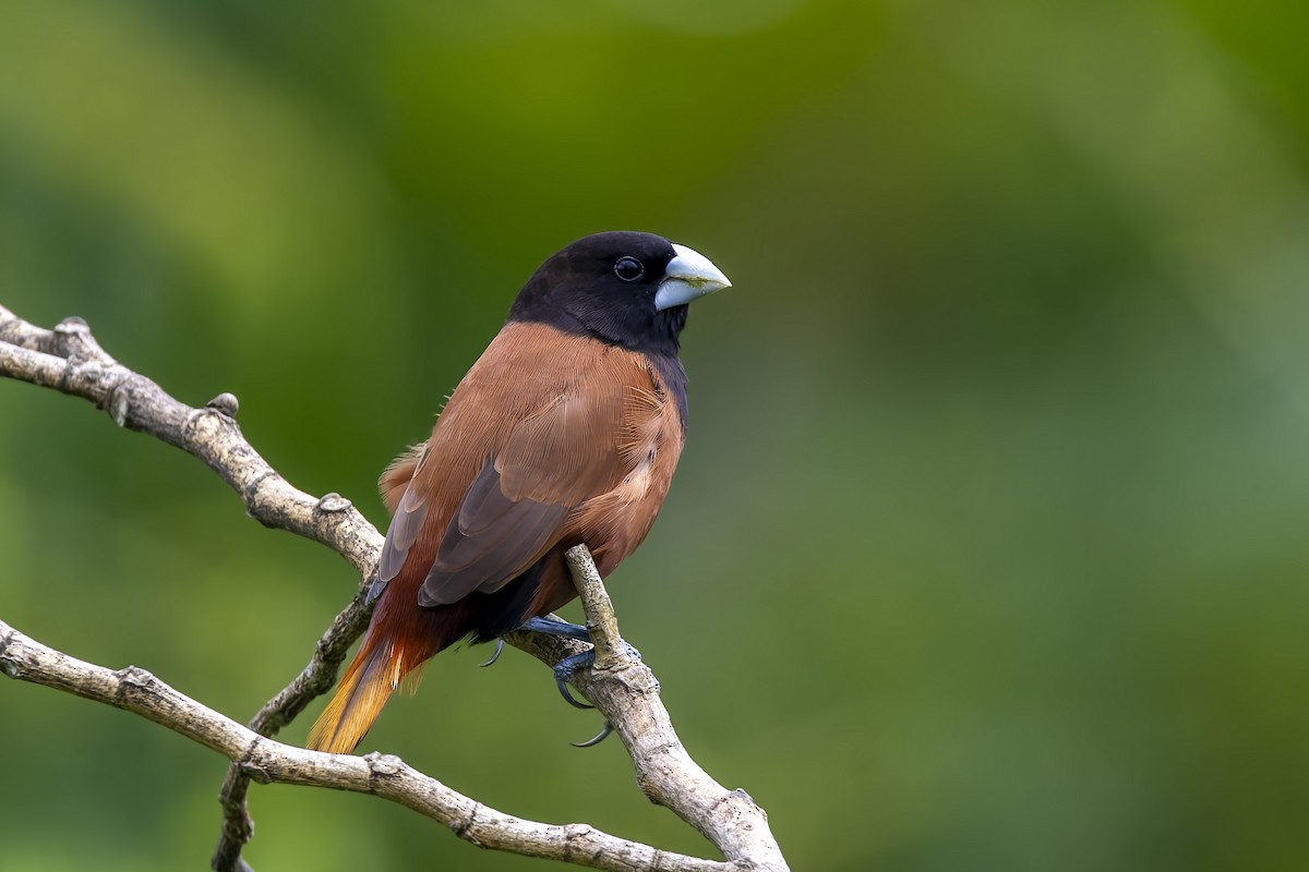 Chestnut Munia - ML643268618