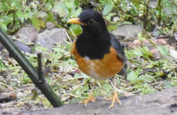 Black-breasted Thrush - ML643268619
