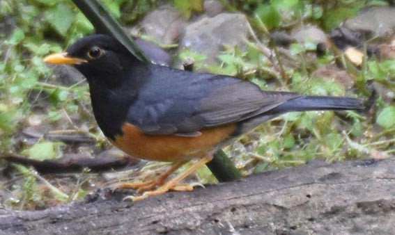 Black-breasted Thrush - ML643268622