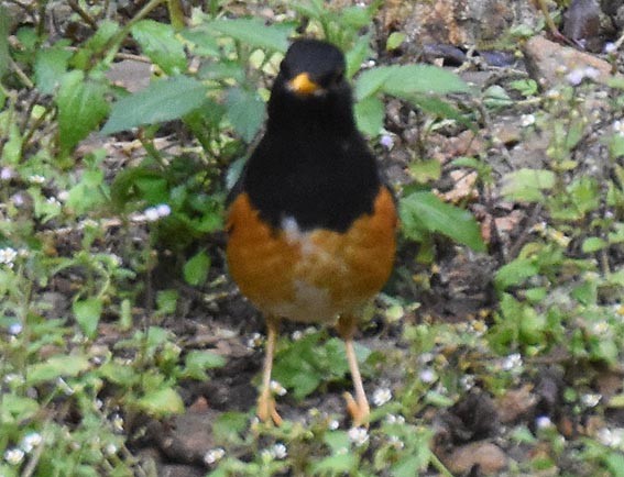Black-breasted Thrush - ML643268624