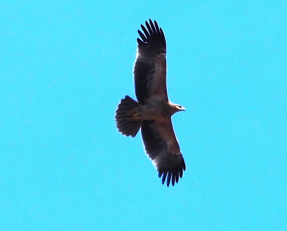 Spanish Eagle - ML643268628