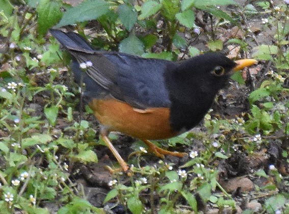 Black-breasted Thrush - ML643268629