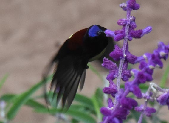 Black-breasted Thrush - ML643268632