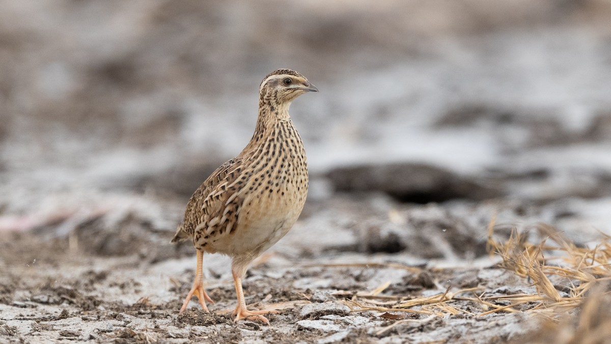 Common Quail - ML643268637