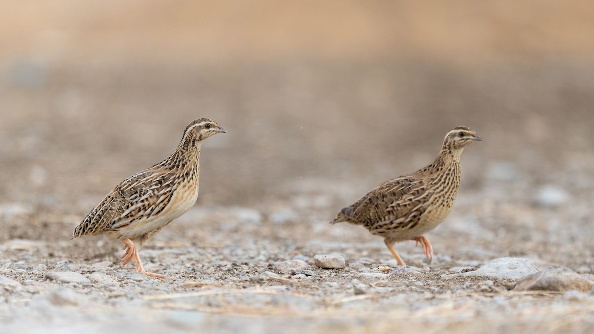 Common Quail - ML643268639