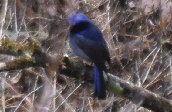 Large Niltava - ML643268645