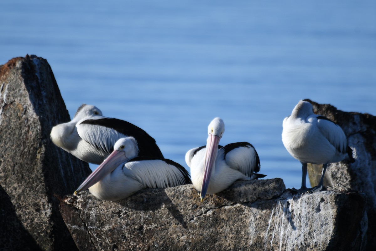 Australian Pelican - ML643268666
