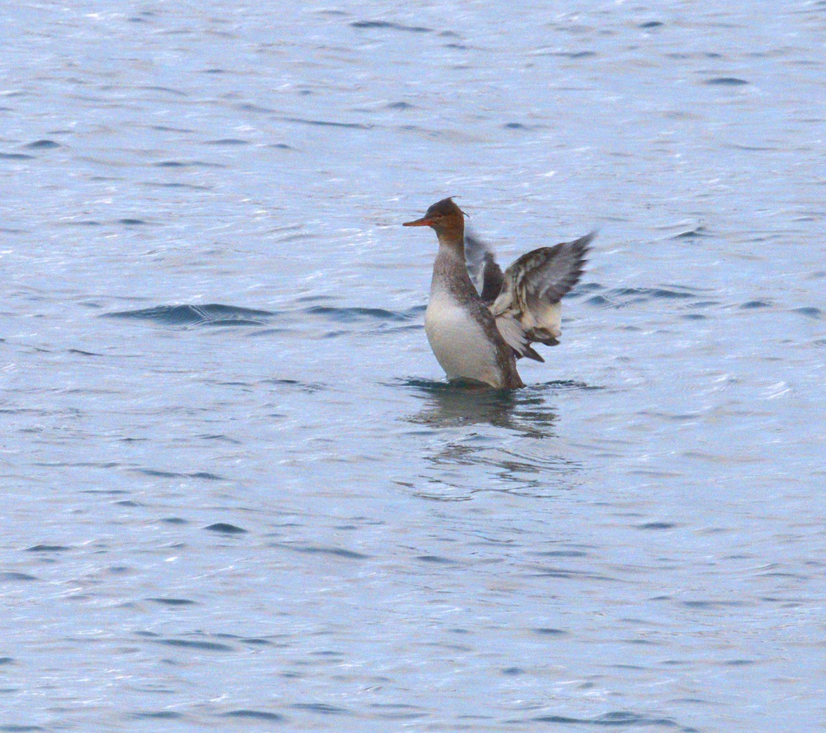 Red-breasted Merganser - ML643268672