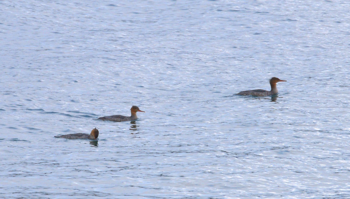 Red-breasted Merganser - ML643268673