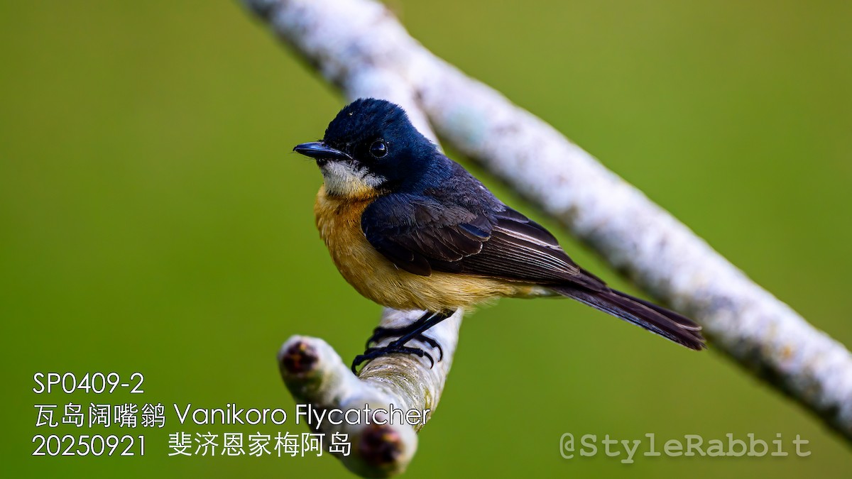 Vanikoro Flycatcher - ML643268685