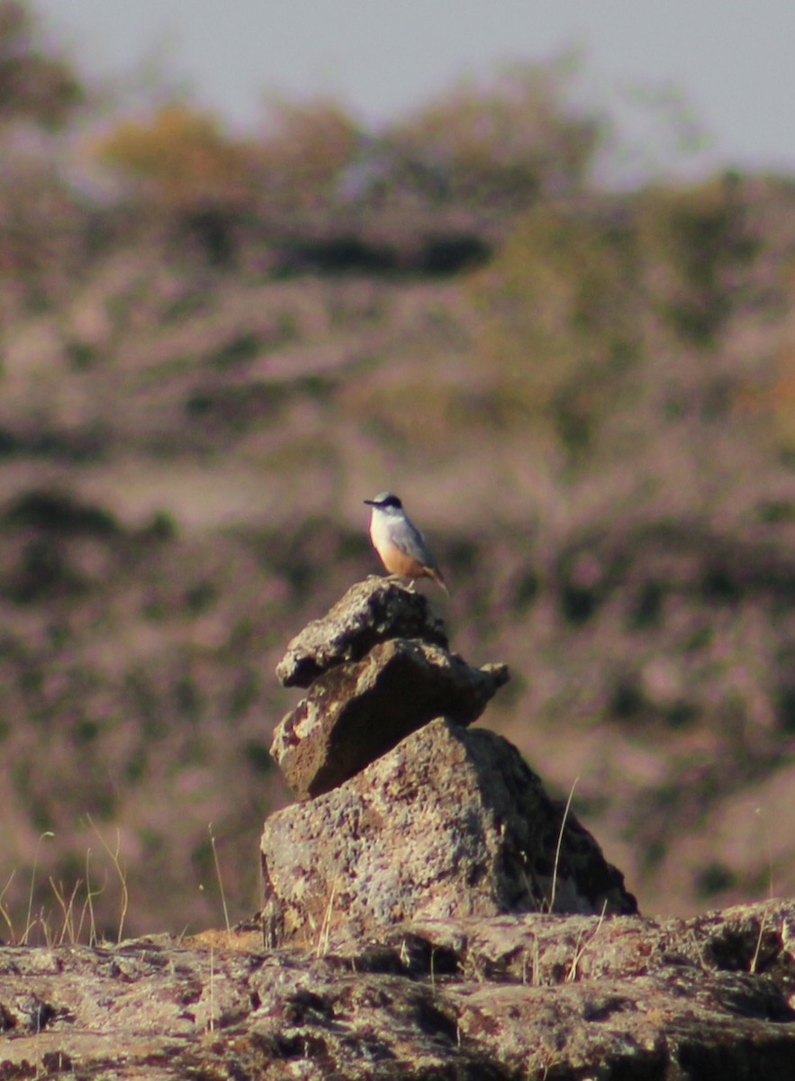 Büyük Kaya Sıvacısı - ML643268692