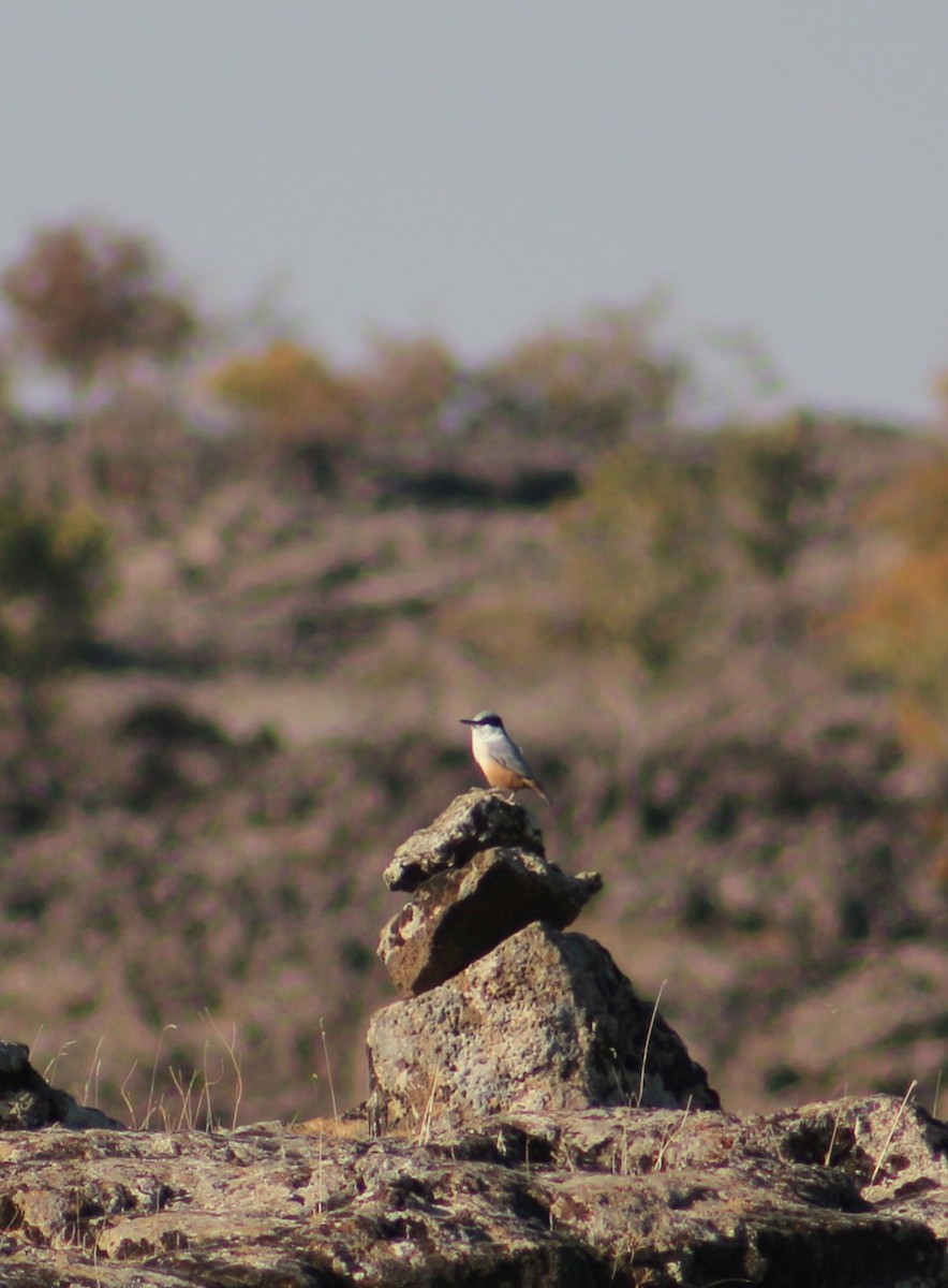 Büyük Kaya Sıvacısı - ML643268693