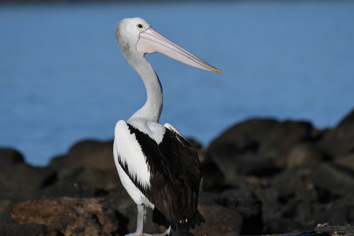 Australian Pelican - ML643268739