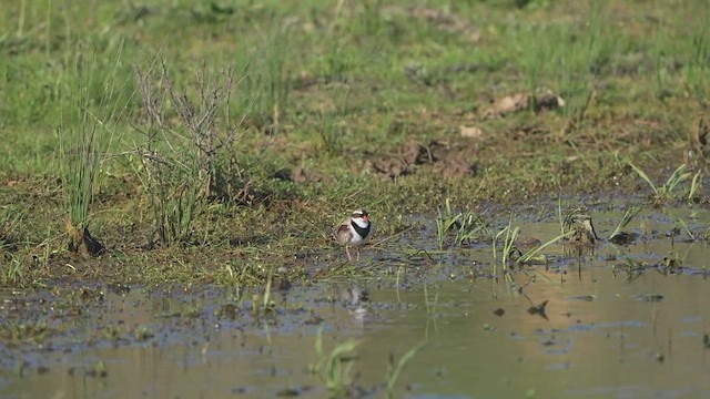 Black-fronted Dotterel - ML643268747