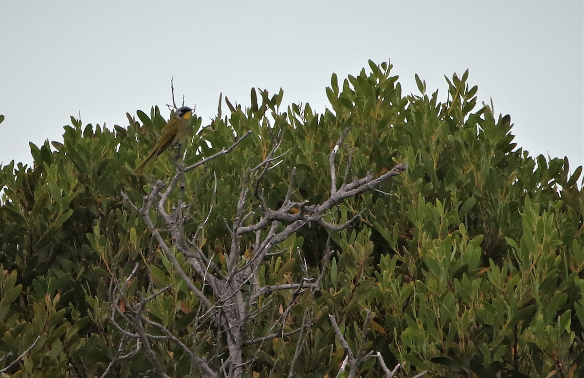 Yellow-throated Honeyeater - ML643268748