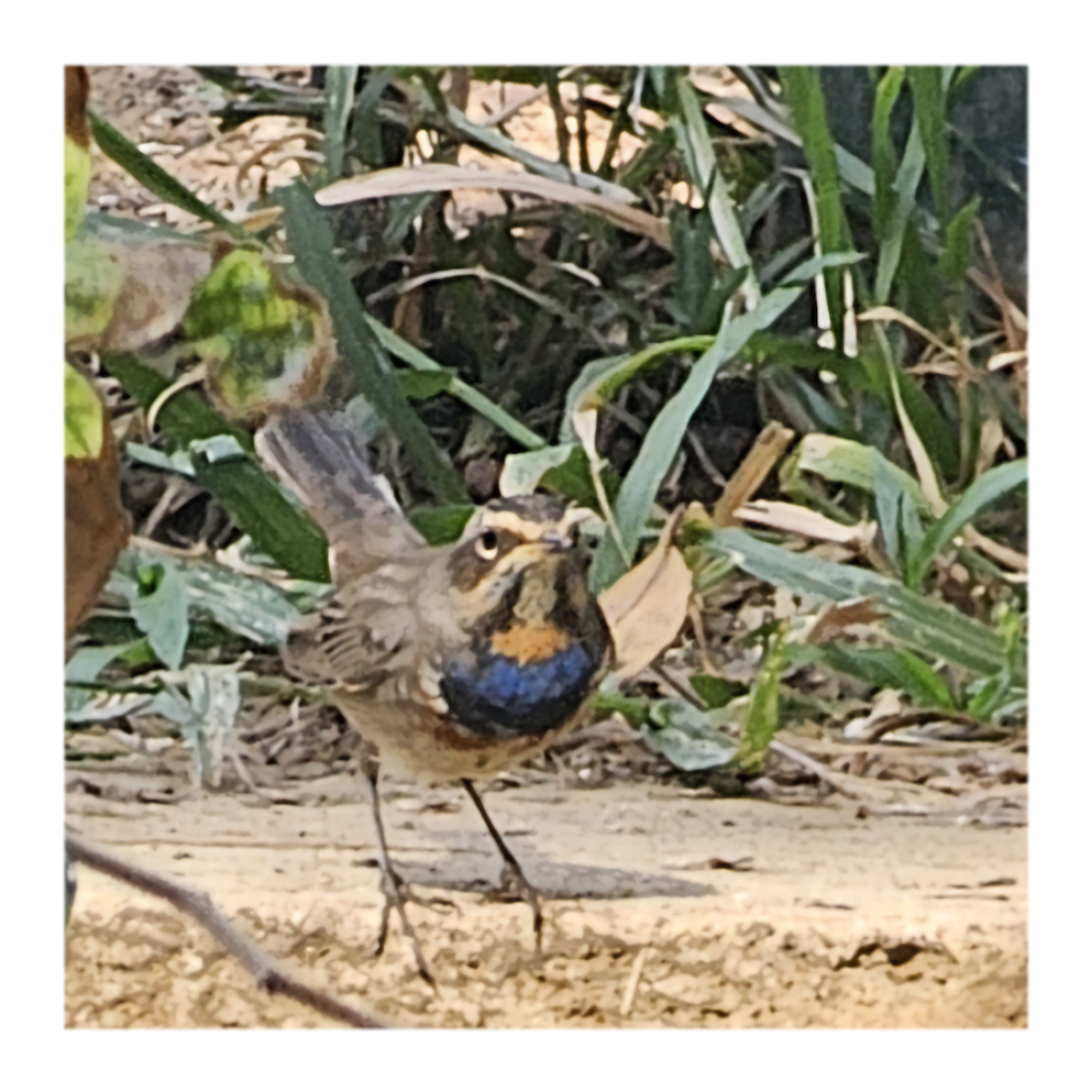 slavík modráček - ML643268749