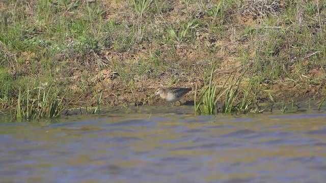 Sharp-tailed Sandpiper - ML643268752