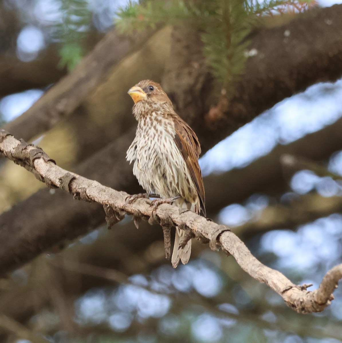 Grosbeak Weaver - ML643268758